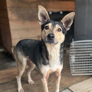 Teodor