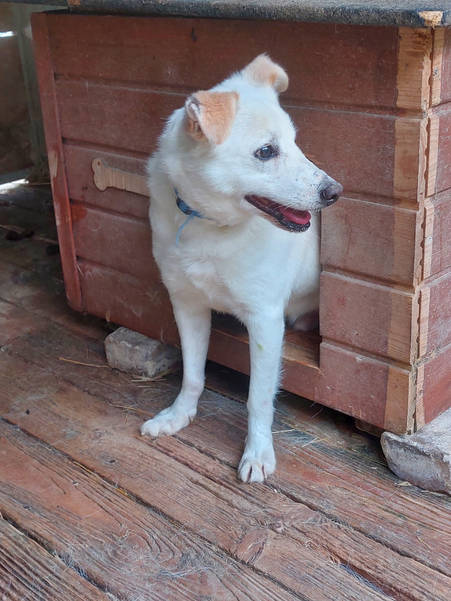 Hyzio