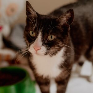 Miso