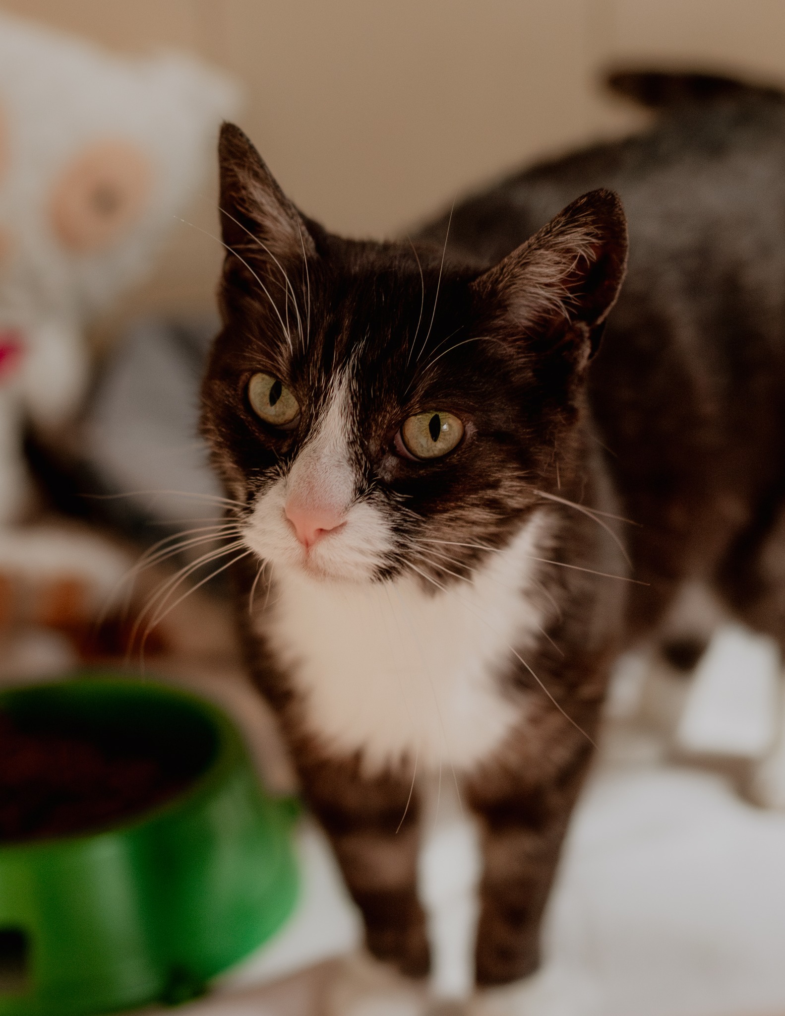 Miso
